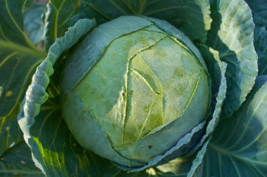 Yağmurdan sonra bahçedeki beyaz lahana
