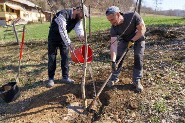 Çiftçiler meyve bahçesine ceviz ağacı dikiyorlar.