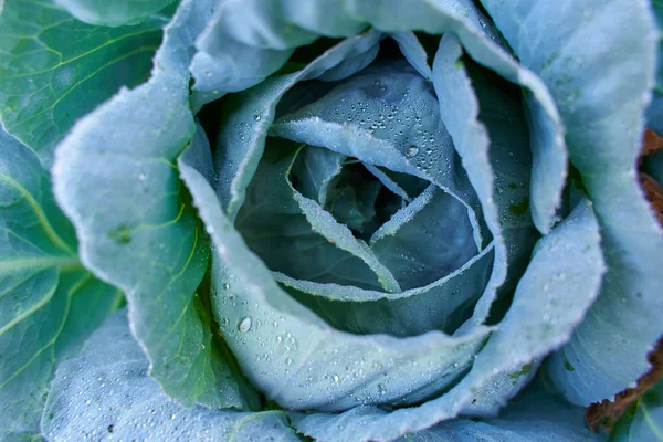 Closeup White Cabbage Garden Rain — Stock Photo, Image