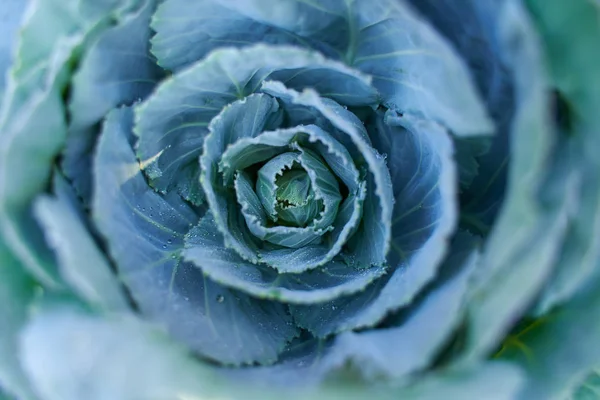 Closeup White Cabbage Garden Rain — Stock Photo, Image