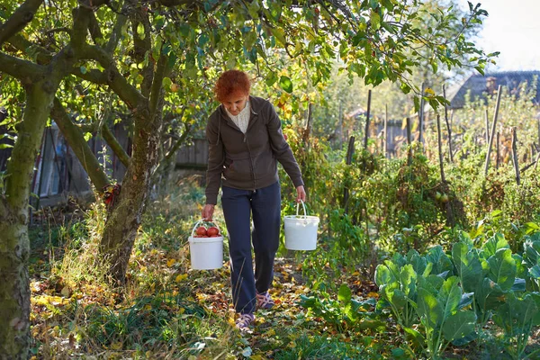 Donna Che Lavora Giardino Campagna — Foto Stock