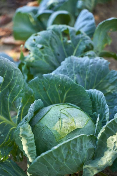 Closeup White Cabbage Garden Rain — Stock Photo, Image