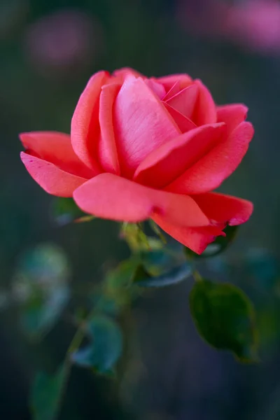 Closeup Red Rose Garden Daytime — Stock Photo, Image