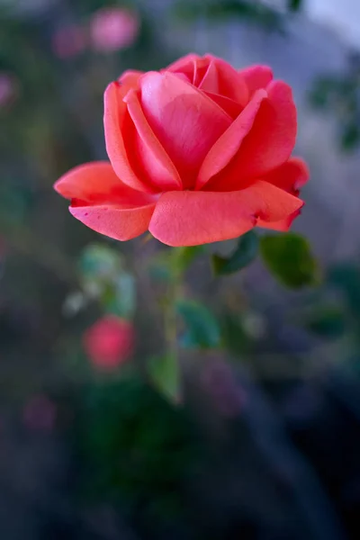 Closeup Red Rose Garden Daytime — Stock Photo, Image