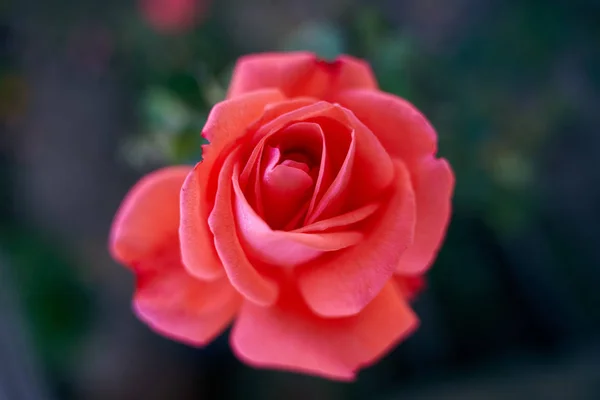 Closeup Red Rose Garden Daytime — Stock Photo, Image