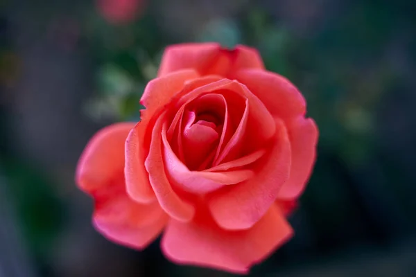 Closeup Red Rose Garden Daytime — Stock Photo, Image