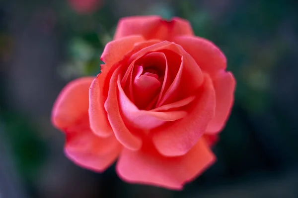 Closeup Red Rose Garden Daytime — Stock Photo, Image