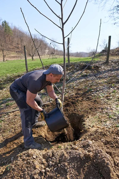 Fermier Plantant Noyer Dans Son Verger — Photo