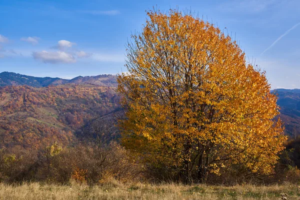 Buchen Mit Goldenen Blättern Wald — Stockfoto