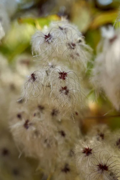 Fluffy Buds Wild Bush Closeup — ストック写真