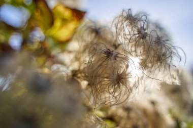 Yumuşak tomurcuklar yabani çalıların üzerinde