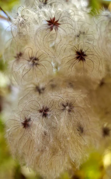 Fluffy Buds Wild Bush Closeup — ストック写真