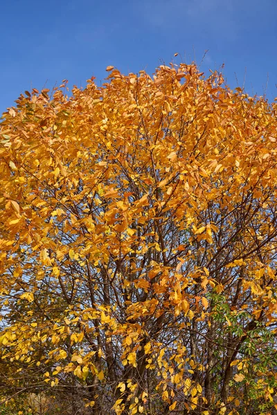 Faia Árvores Com Folhas Douradas Floresta — Fotografia de Stock