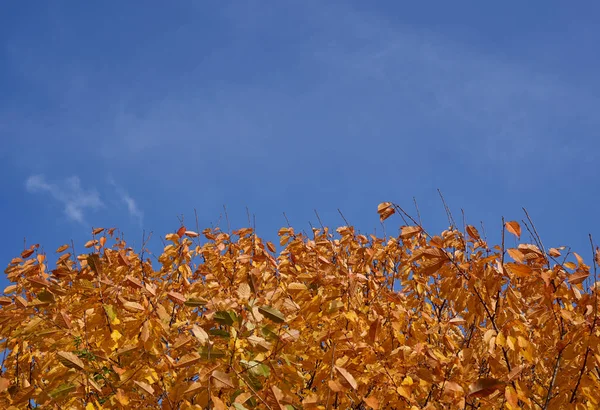 Faggi Con Foglie Dorate Nella Foresta — Foto Stock