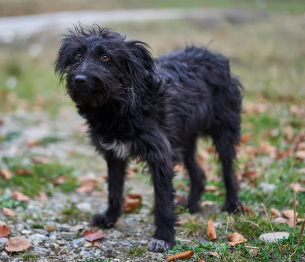 Oude Zwarte Zwerfhond Aan Weg Het Platteland — Stockfoto