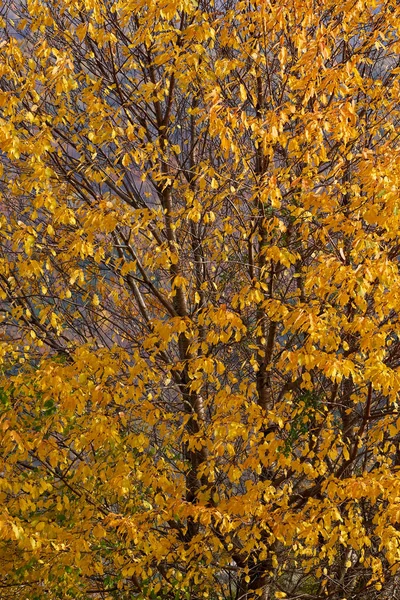 Faia Árvores Com Folhas Douradas Floresta — Fotografia de Stock