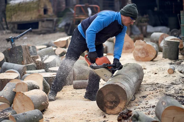 Sawyer elektrikli testereyle büyük kayın kütüklerini kesiyor.
