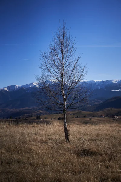 Δέντρα Σημύδας Στην Ύπαιθρο Βουνά Πίσω — Φωτογραφία Αρχείου
