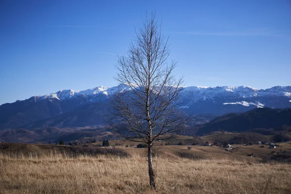 Vidoeiros Campo Com Montanhas Atrás — Fotografia de Stock