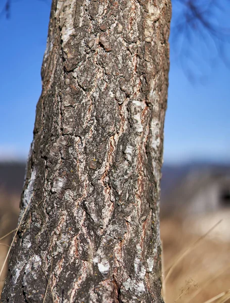 Closeup Fir Tree Bark Outdoor — Stock Photo, Image