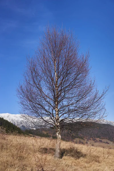 Birch Trees Countryside Mountains — Stock Photo, Image
