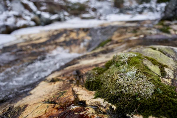 Vinterlandskap Fjällen Med Tallar Och Älv — Stockfoto