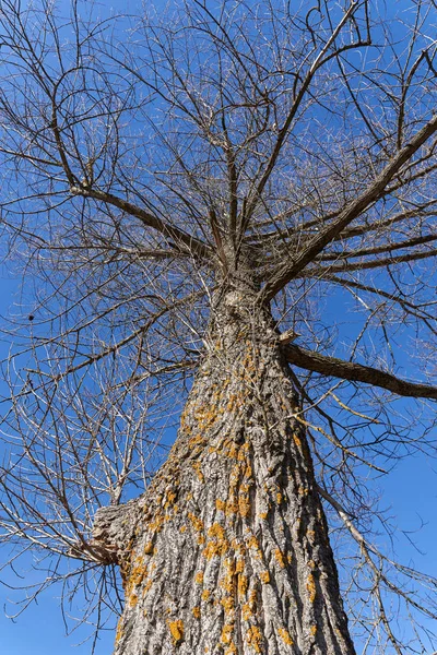 Reuzenpopulierenboom Winter Tegen Blauwe Lucht — Stockfoto