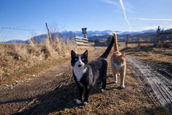 Два Милых Кота Сельской Местности — стоковое фото