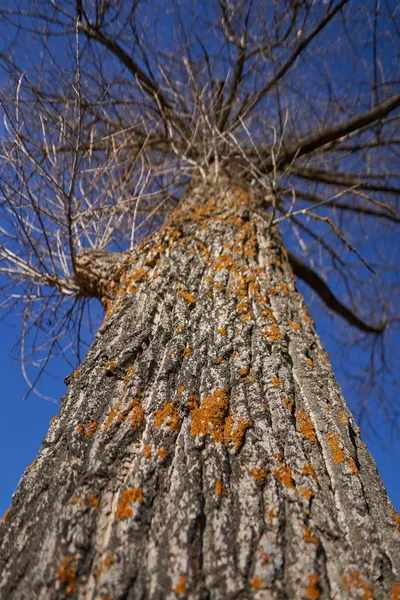 Giant Poplar Tree Winter Blue Sky — Stock Photo, Image