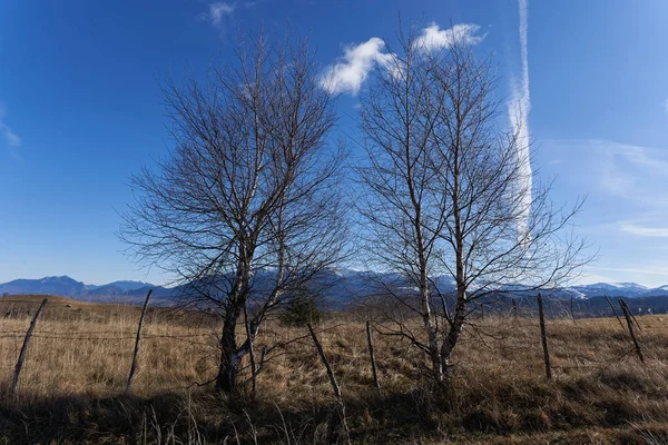 Berkenbomen Het Platteland Met Bergen Erachter — Stockfoto