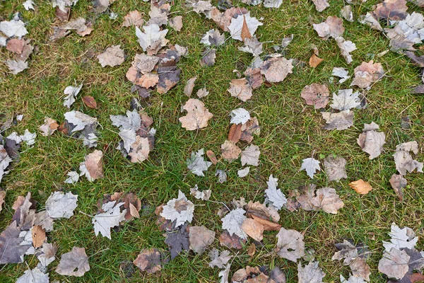 Beau Fond Avec Des Feuilles Tombées Sur Herbe — Photo