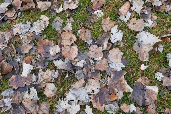 Beau Fond Avec Des Feuilles Tombées Sur Herbe — Photo