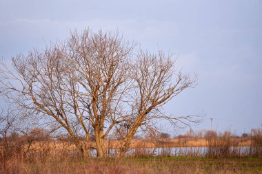 Gün batımında bataklığın kenarındaki ağaç.