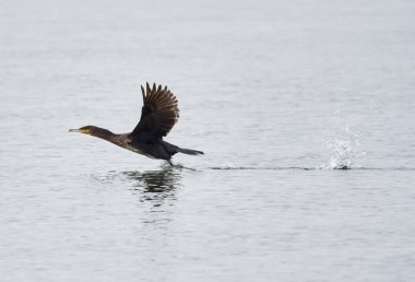 Su üzerinde büyük karabatak (Phalacrocorax carbo)