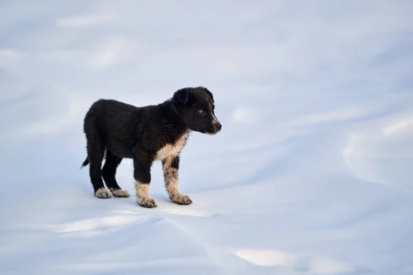 Romanian Shepherd Pup Playing Snow — Stock Photo, Image