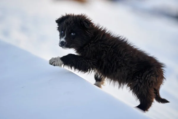Cachorro Pastor Rumano Jugando Nieve — Foto de Stock