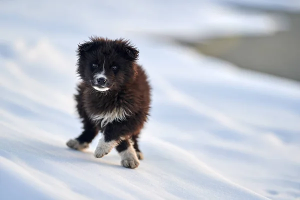 Румунська Вівчарка Бавиться Снігу — стокове фото