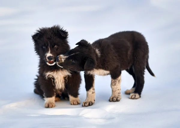 雪の中で遊んでいるルーマニアの羊飼いの子犬2人 — ストック写真