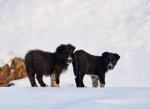 雪の中で遊んでいるルーマニアの羊飼いの子犬2人 — ストック写真