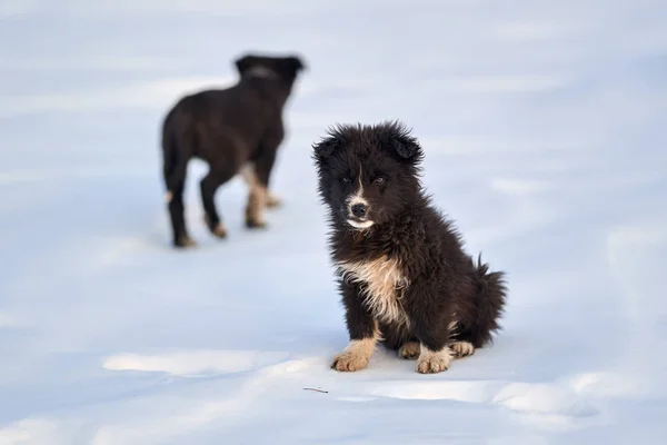Two Romanian Shepherd Pups Playing Snow — Stock Photo, Image