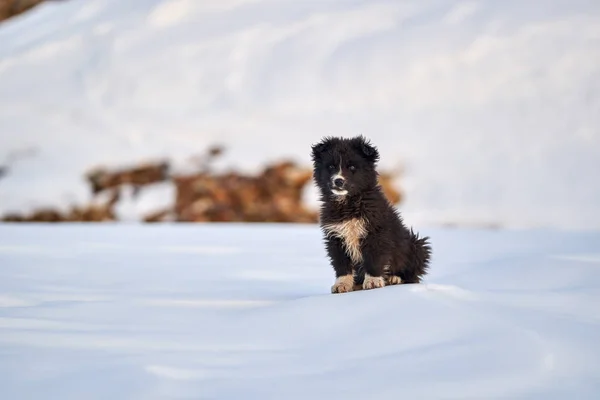 Romanian Shepherd Pup Playing Snow — Stock Photo, Image