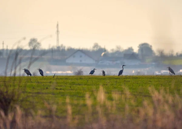 Group Grey Heron Birds Ardea Cinerea Sunset Field — Stock Photo, Image