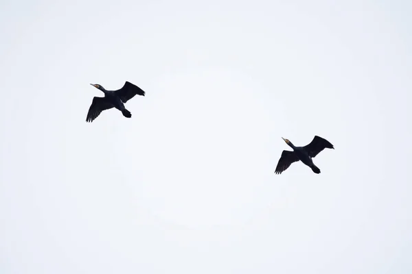 Kormoran Phalacrocorax Carbo Flug Gegen Blauen Himmel — Stockfoto