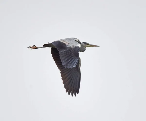 Grey Heron Flight Ardea Cinerea — Stock Photo, Image