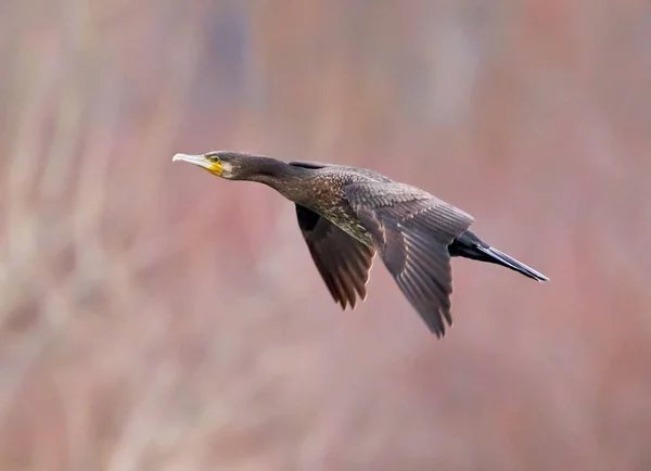 Большой Баклан Phalacrocorax Carbo Полете Фоне Голубого Неба — стоковое фото