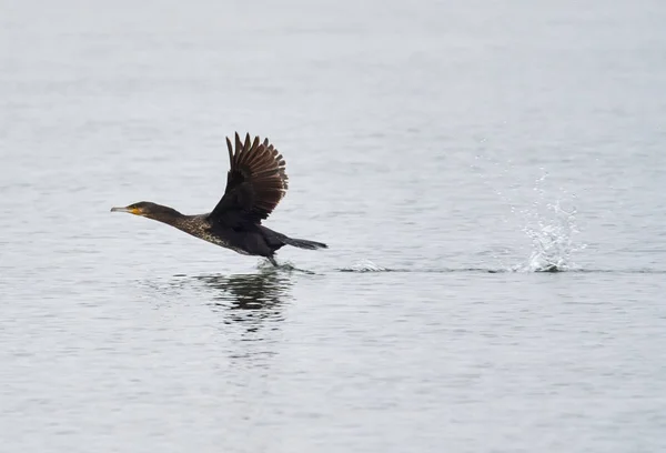 Velký Kormorán Phalacrocorax Carbo Vodě — Stock fotografie