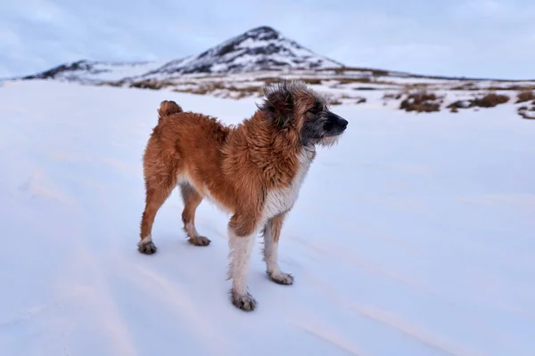 雪の中で大きな茶色のルーマニアの羊飼いの犬 — ストック写真