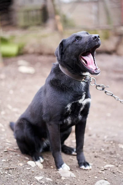 Gran Perro Guardián Negro Encadenado Patio Trasero —  Fotos de Stock