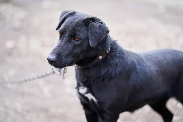 裏庭には大きな黒い番犬が鎖でつながれていた — ストック写真