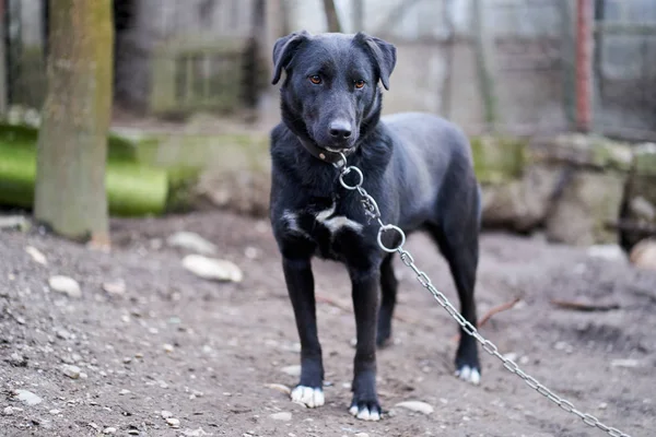 裏庭には大きな黒い番犬が鎖でつながれていた — ストック写真